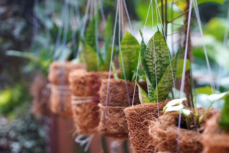 Line Baskets With Moisture-Retaining Materials Like Coco Coir