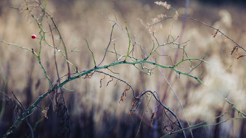 Lingering Effects Of Winter Injury From The Previous Year Lingering Effects Of Winter Injury From The Previous Year