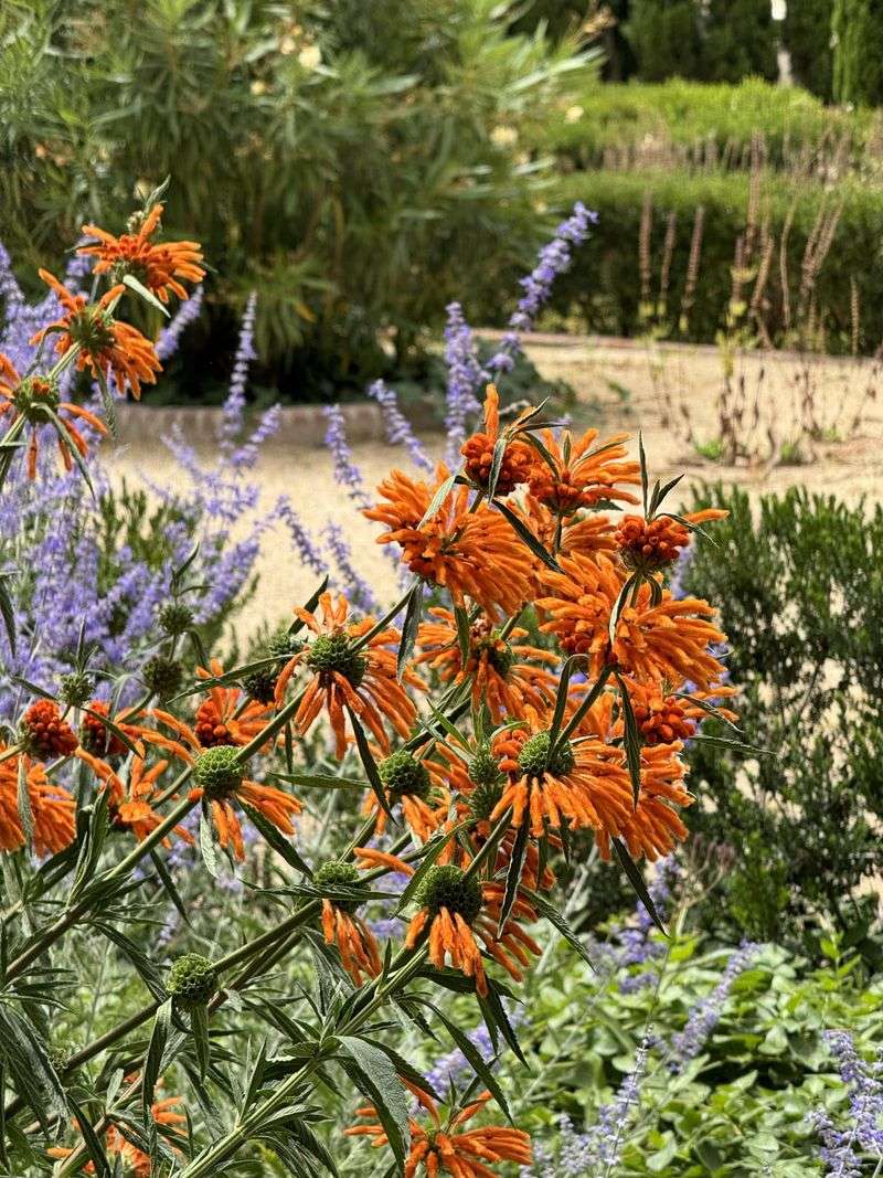 Lion's Tail Brings Bold Orange Summer Color