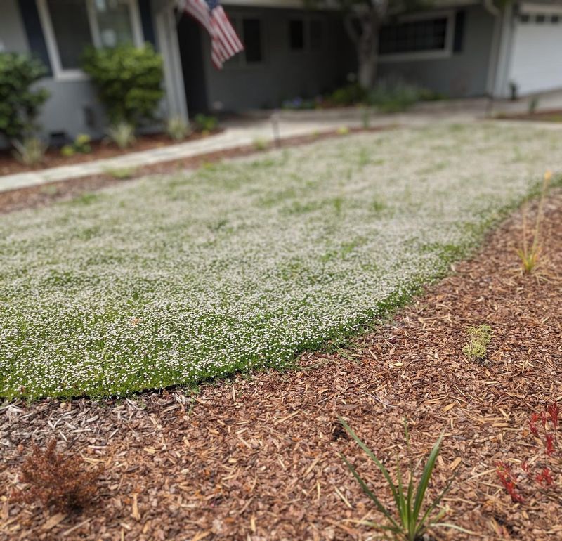 Lippia Spreads Like A Lawn Without Acting Like One