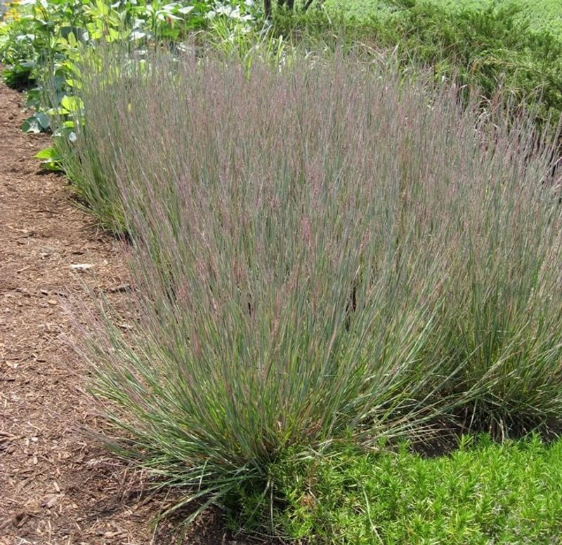 Little Bluestem