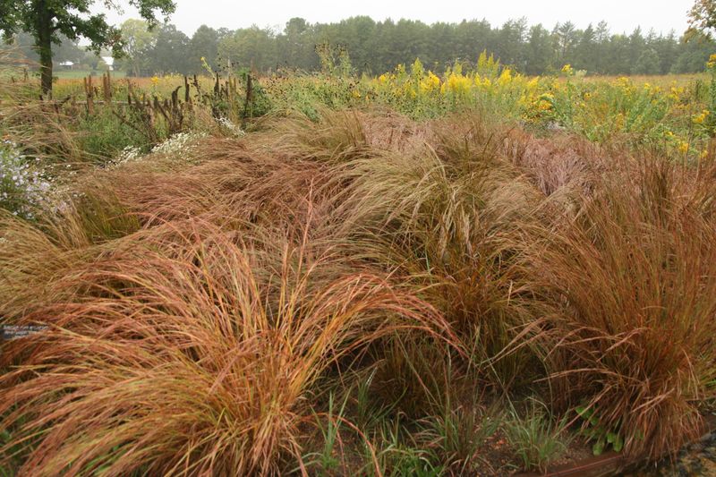 Little Bluestem Adds Motion And Winter Color Little Bluestem Adds Motion And Winter Color
