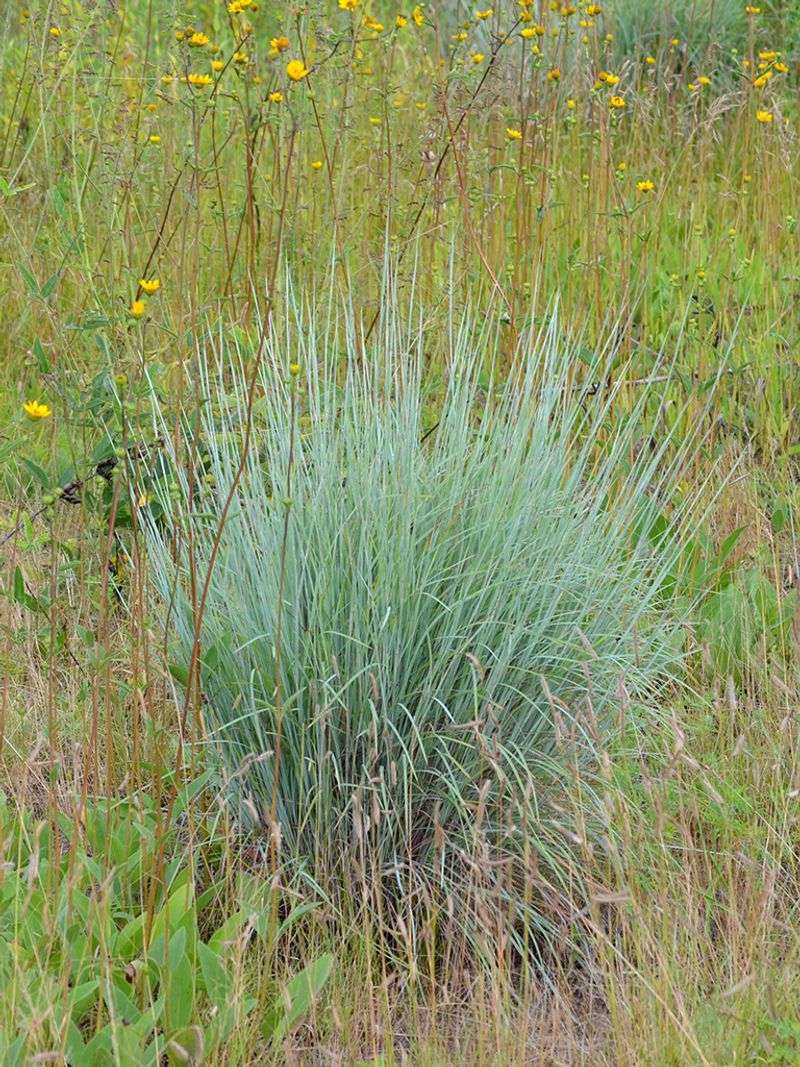 Little Bluestem Brings Color To Sunny Beds Little Bluestem Brings Color To Sunny Beds