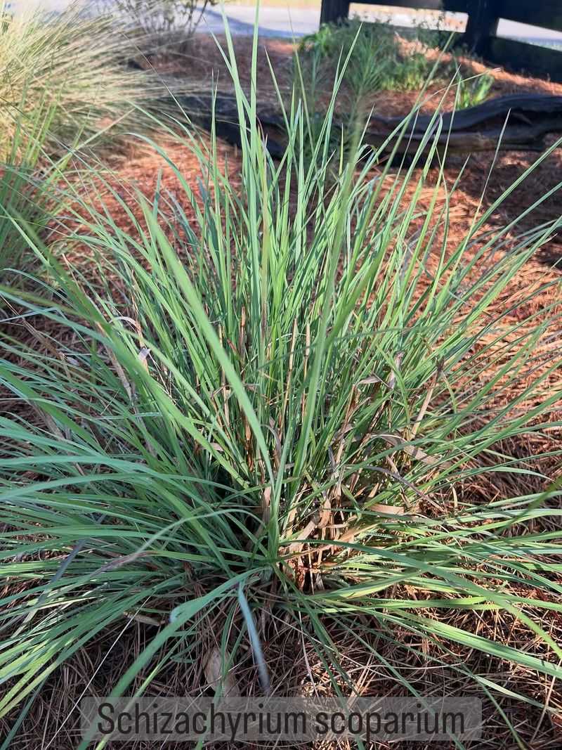 Little Bluestem Grips Hot Hillsides