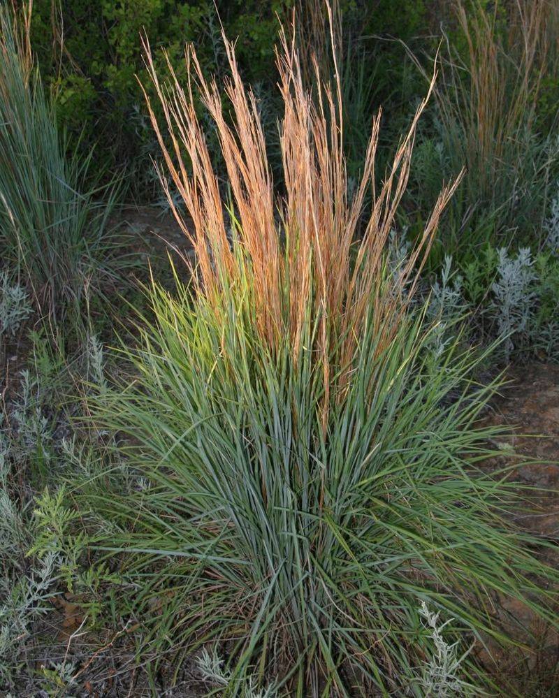 Little Bluestem Stays Strong Through Dry Spells Little Bluestem Stays Strong Through Dry Spells