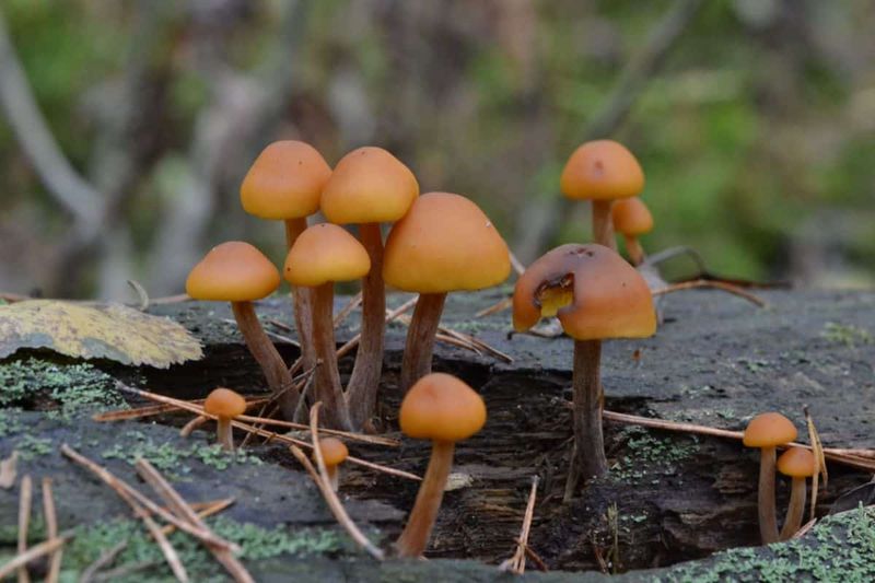 Little Brown Mushrooms Deserve Extra Caution Little Brown Mushrooms Deserve Extra Caution