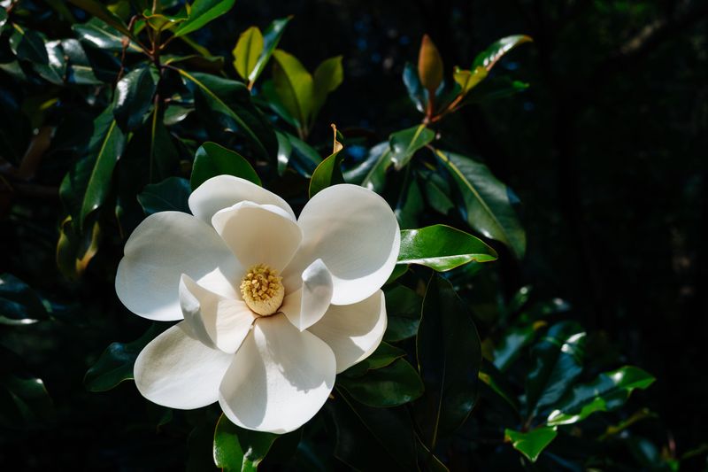 Little Gem Southern Magnolia (Magnolia Grandiflora 'Little Gem')
