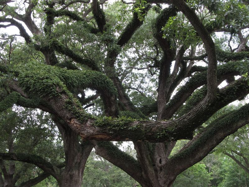 Live Oak For Strong Coastal Wind Resistance Live Oak For Strong Coastal Wind Resistance