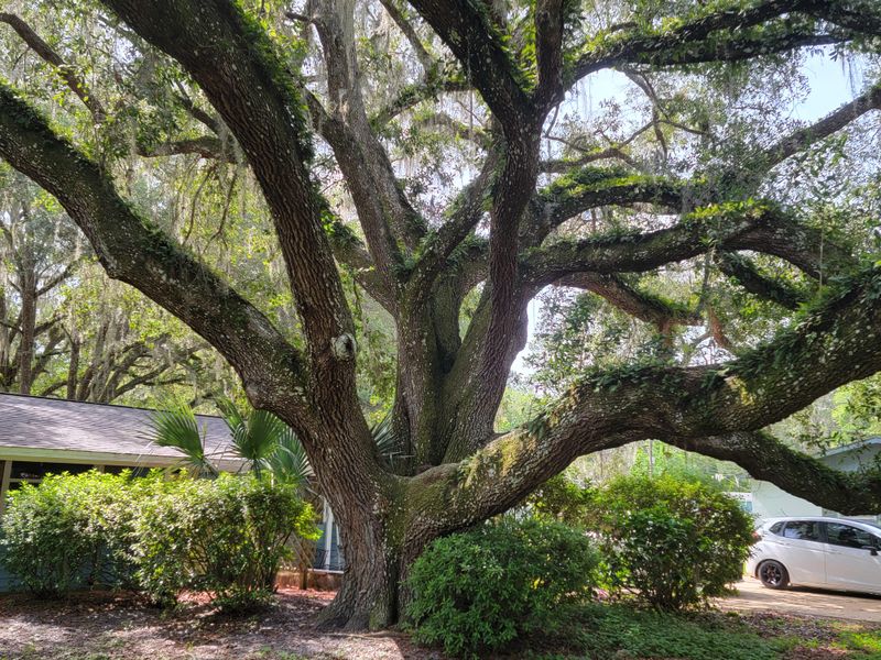 Live Oaks Bring The Deepest Neighborhood Shade Live Oaks Bring The Deepest Neighborhood Shade