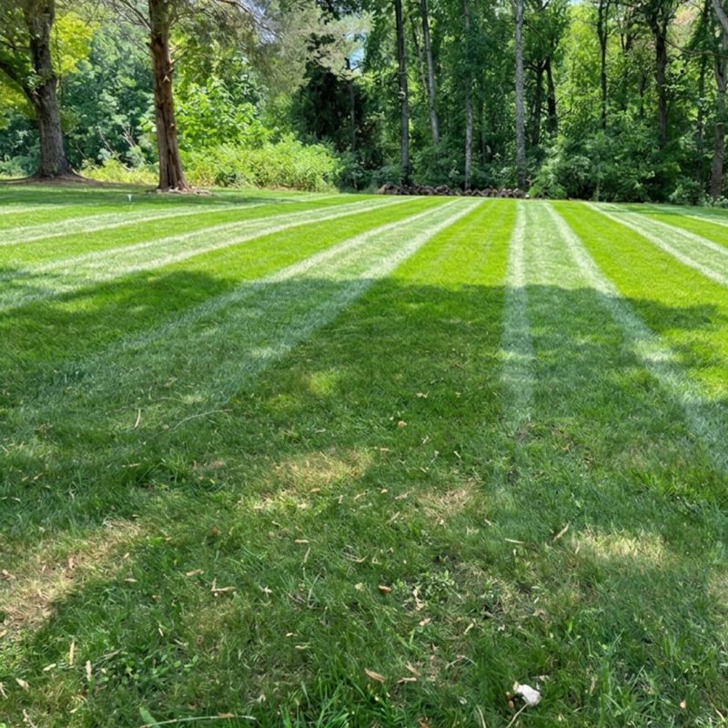 Living Crowns Allow Fresh Grass Blades To Appear