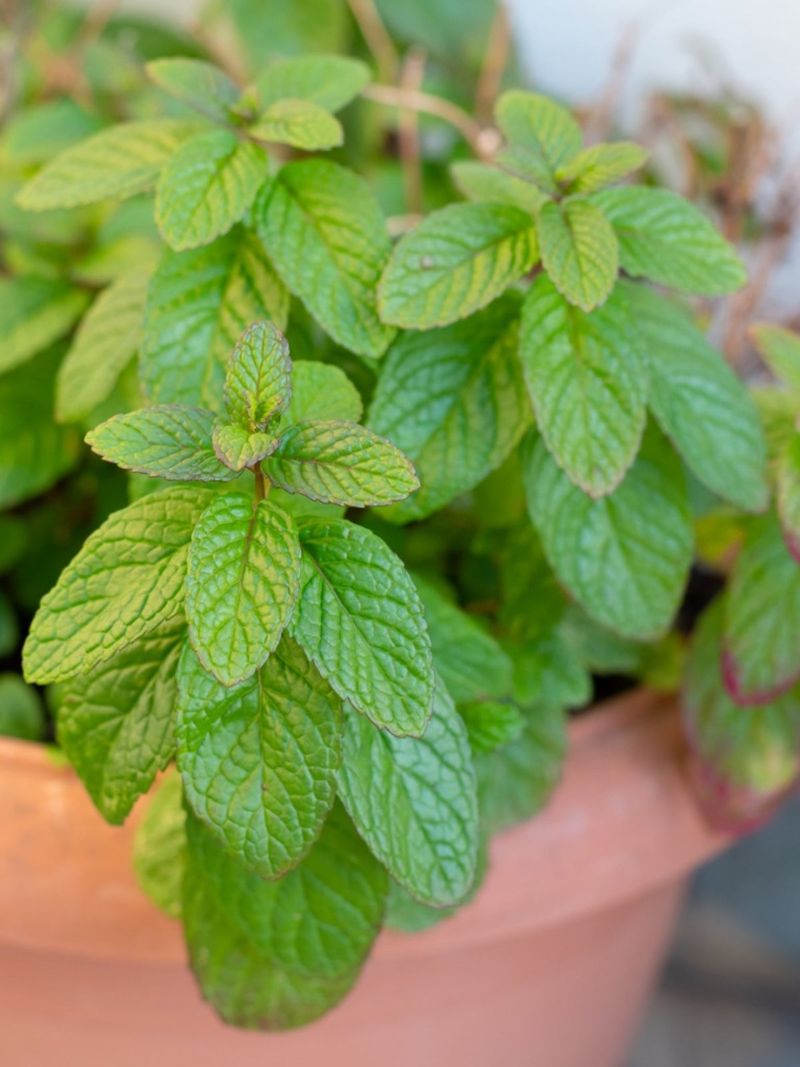 Living Plants Release A Milder Amount Of Fragrance Living Plants Release A Milder Amount Of Fragrance
