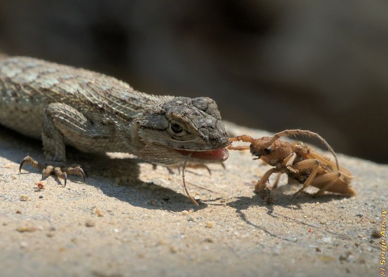 Lizards Help Control Garden Insects Lizards Help Control Garden Insects