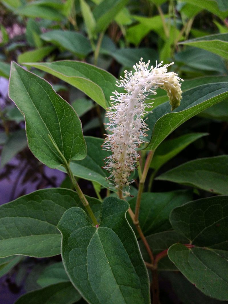 Lizard's Tail For Soft White Summer Blooms Lizard's Tail For Soft White Summer Blooms