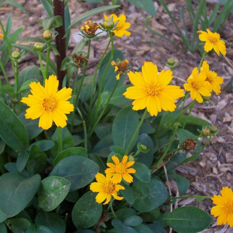 Lobed Coreopsis Brightens Well-Drained Borders Lobed Coreopsis Brightens Well-Drained Borders