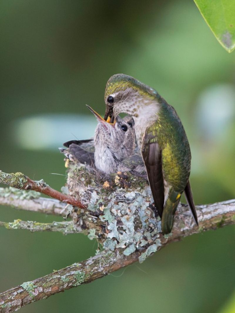 Local Hummingbirds May Still Be Raising Young Local Hummingbirds May Still Be Raising Young