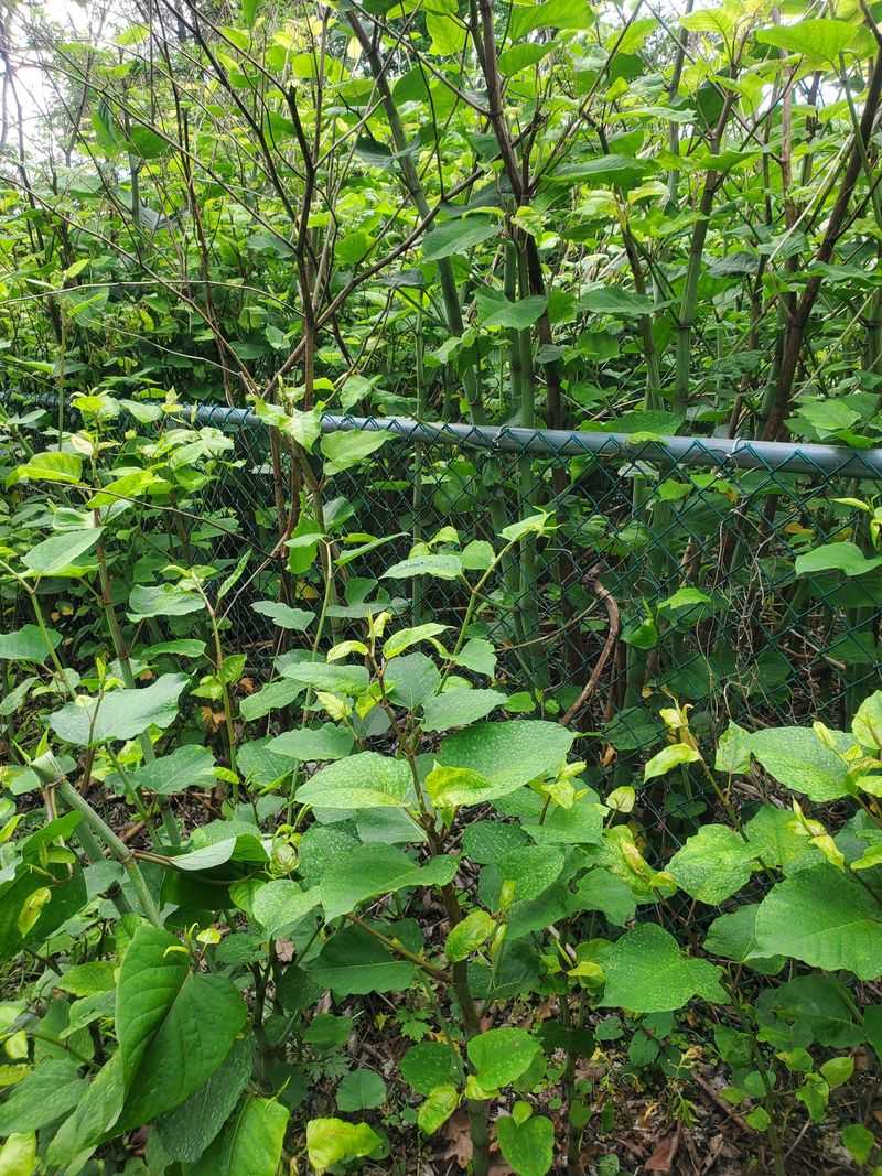 Local Ordinances Can Control Planting Local Ordinances Can Control Planting