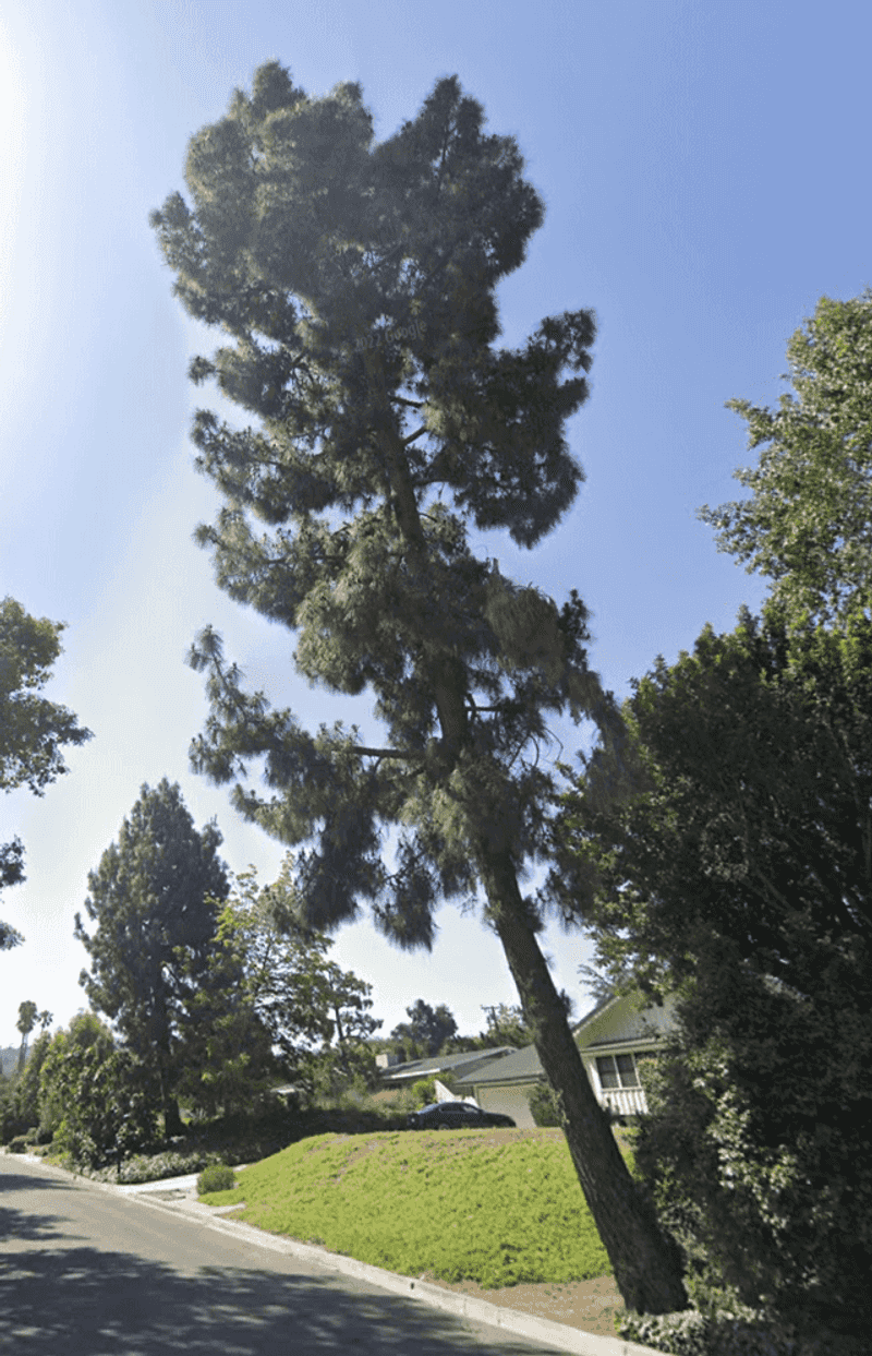 Local Tree Rules May Limit Pruning Local Tree Rules May Limit Pruning