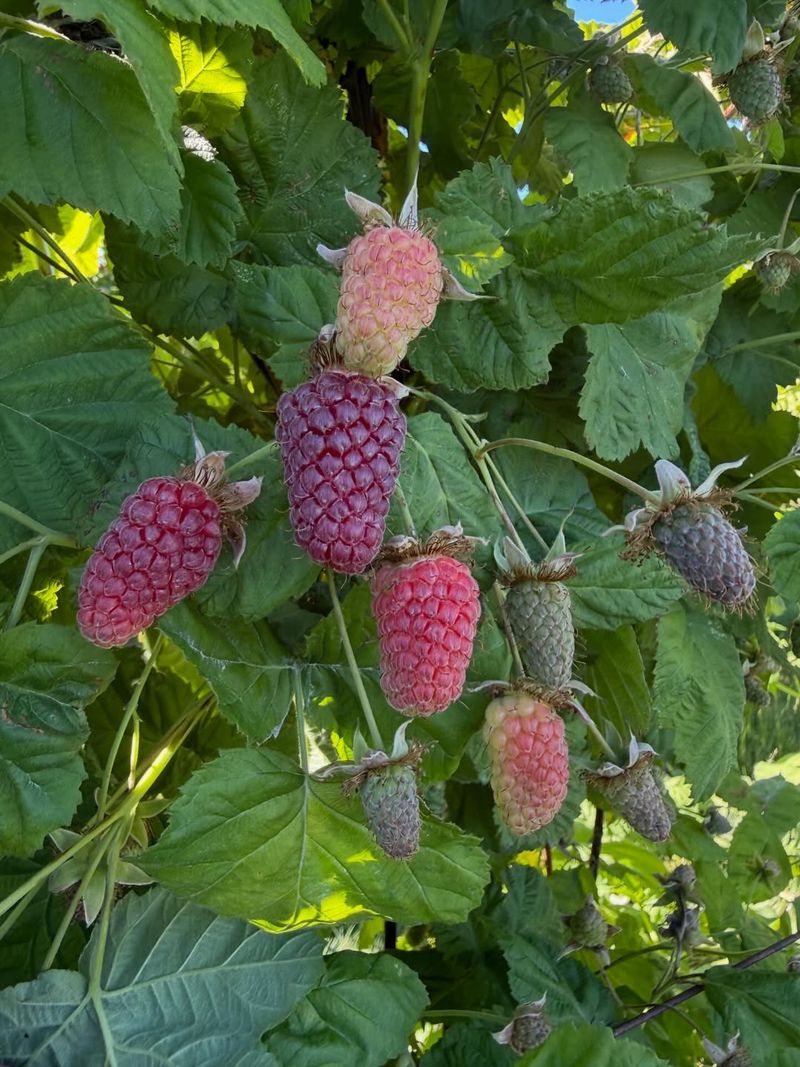 Loganberry Brings Tart Depth Next Summer Loganberry Brings Tart Depth Next Summer