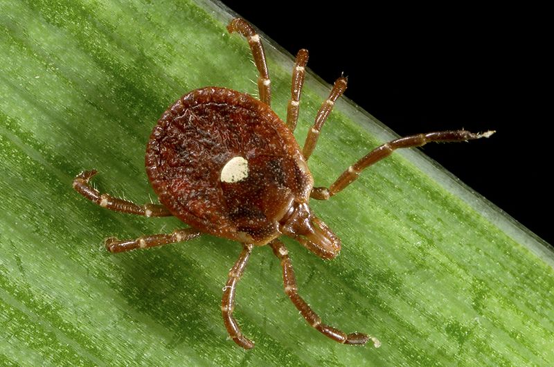 Lone Star Tick Carries More Risk Than Many Gardeners Realize Lone Star Tick Carries More Risk Than Many Gardeners Realize