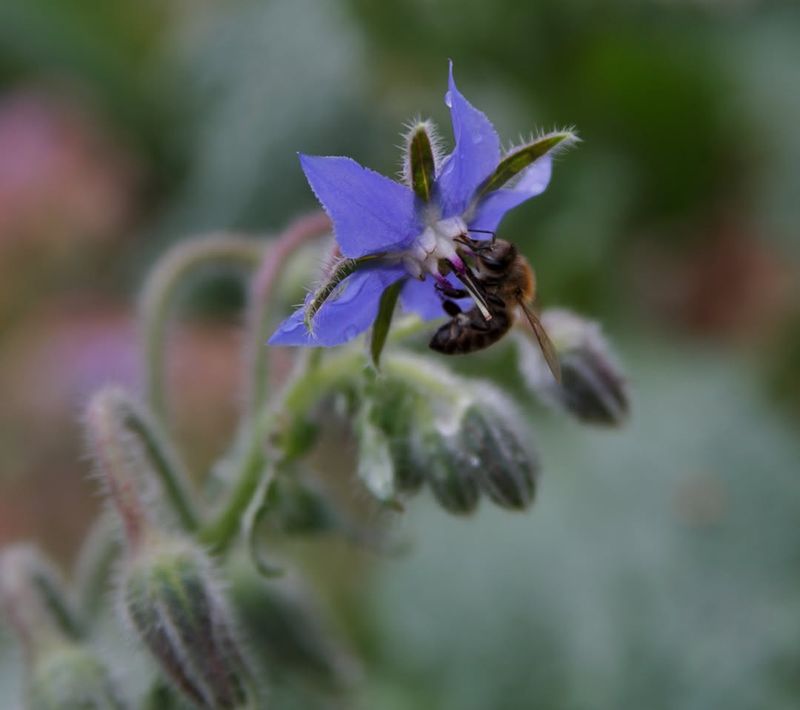 Long Bloom Time Keeps Pollinators Coming Long Bloom Time Keeps Pollinators Coming