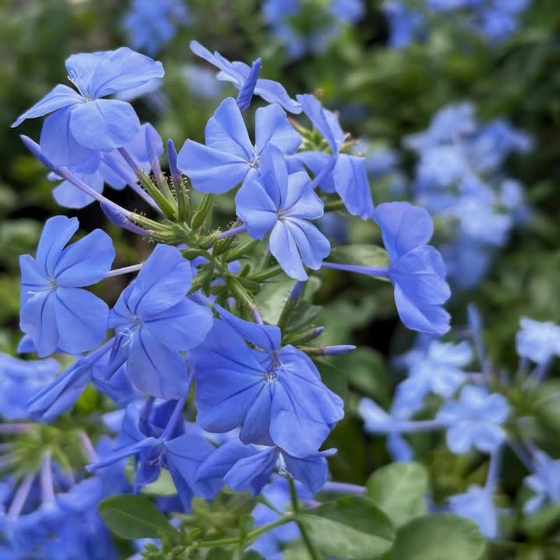 Long Blooming Season Lasts Into Fall