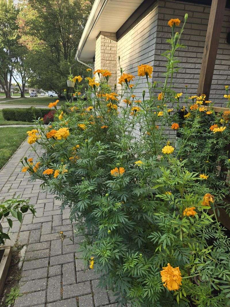 Long Stems Make The Plant Look Leggy Long Stems Make The Plant Look Leggy