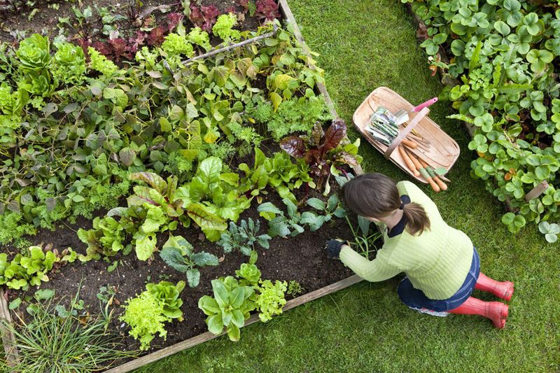 Long-Term Beds Need Yearly Soil Care Long-Term Beds Need Yearly Soil Care