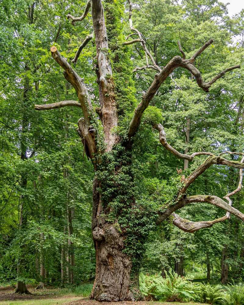 Long Term Effects On Oak Health And Forest Recovery Long Term Effects On Oak Health And Forest Recovery