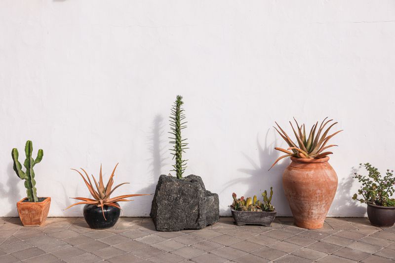 Long-Term Heat-Resilient Gardening Tips