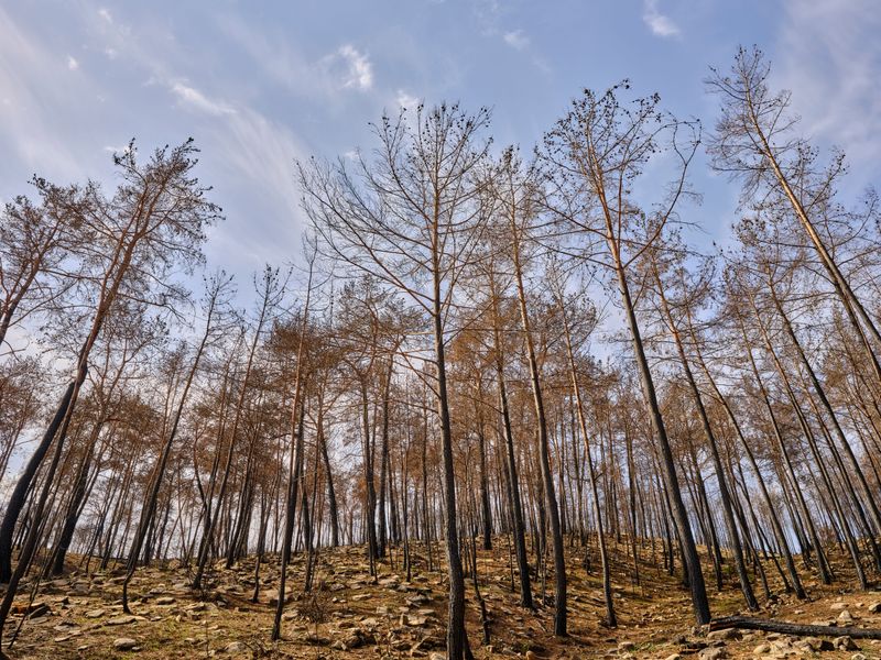 Long-Term Tree Health After Repeated Smoke Events