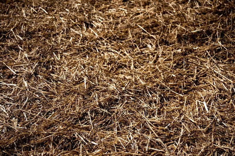 Long Term Weed Prevention For North Carolina Beds