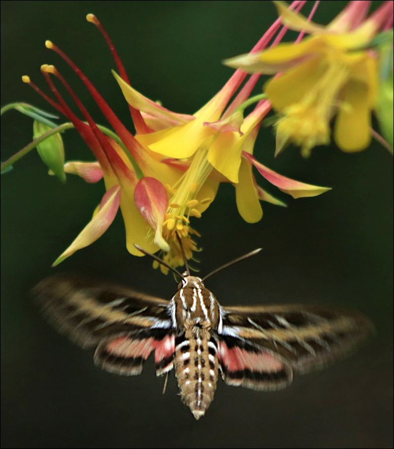 Long-Throated Flowers Are Getting Attention Long-Throated Flowers Are Getting Attention