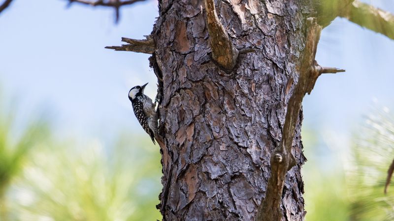 Longleaf Pines Provide Valuable Woodpecker Habitat Longleaf Pines Provide Valuable Woodpecker Habitat