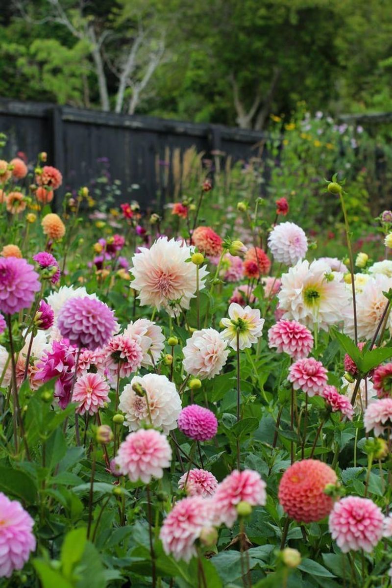 Look Closely At Dahlia Growing Tips Look Closely At Dahlia Growing Tips