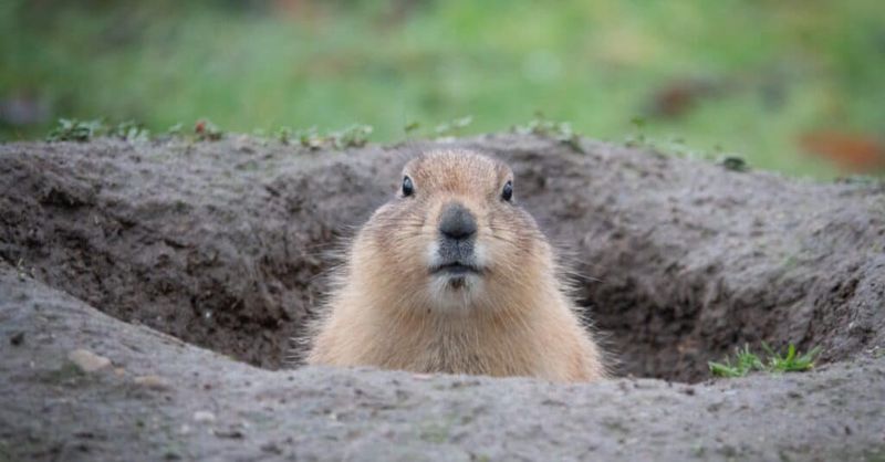 Look For A Burrow Near The Buffet Look For A Burrow Near The Buffet