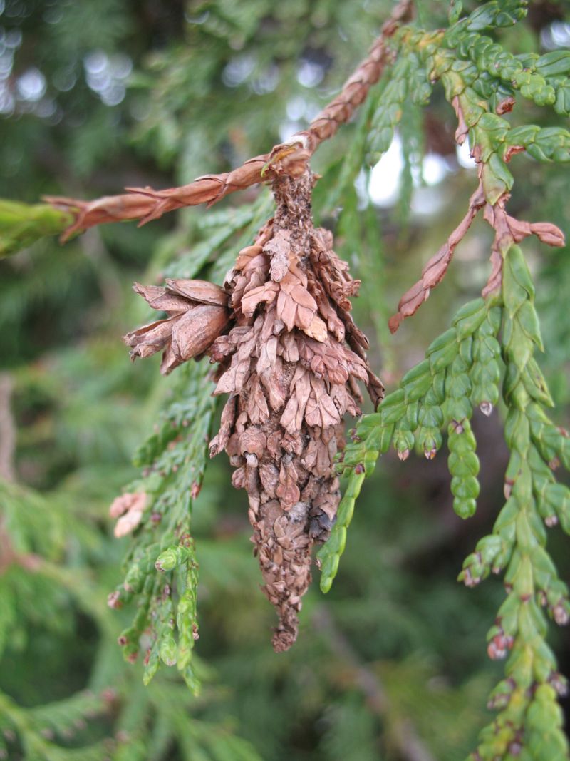 Look For Bagworms Hiding In Plain Sight