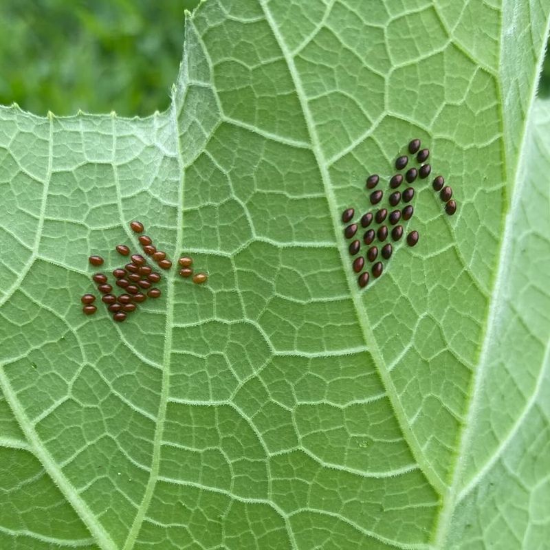 Look For Bronze Eggs Beside Leaf Veins