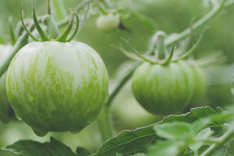 Look For Firm Brown Blotches On Green Fruit
