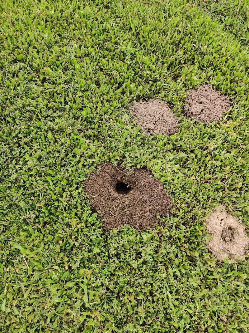 Look For Fresh Soil Mounds Look For Fresh Soil Mounds