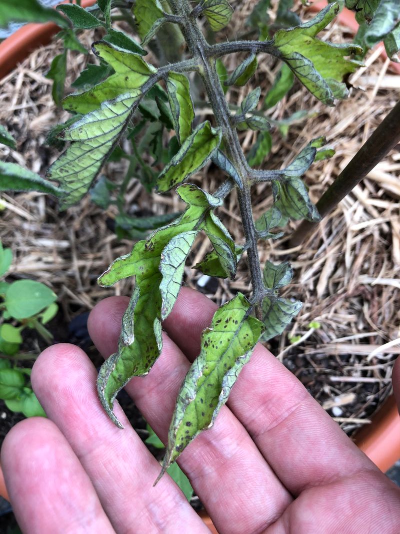 Look For Herbicide Drift Clues Look For Herbicide Drift Clues