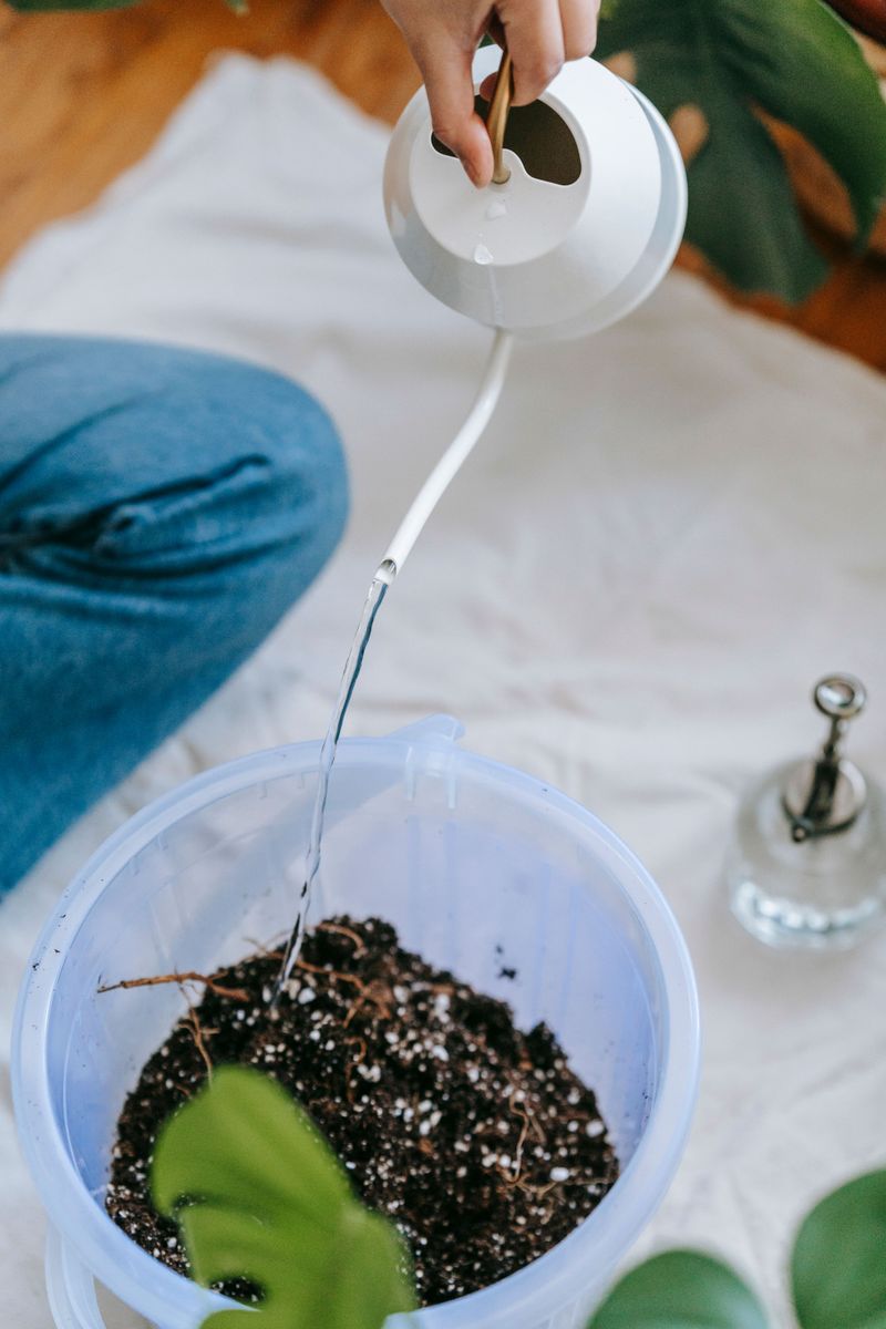 Look For Soil That Stays Soggy Days After Watering Look For Soil That Stays Soggy Days After Watering