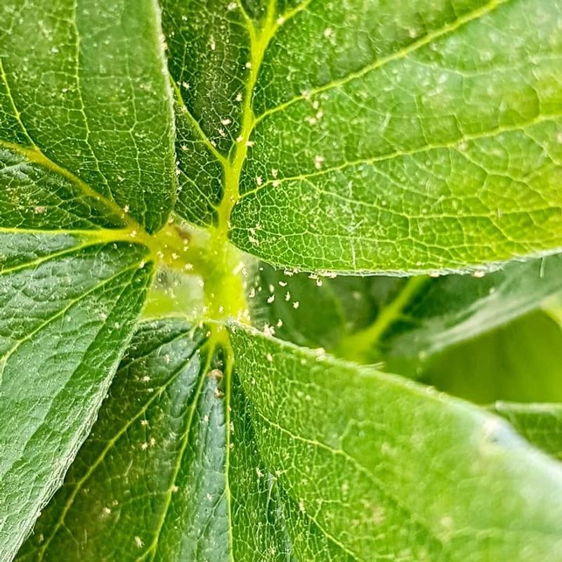 Look For Stippled Leaves Look For Stippled Leaves
