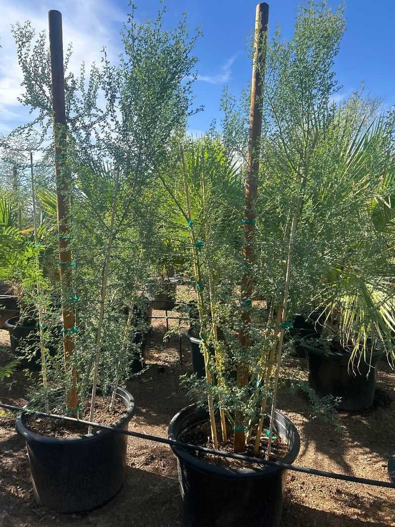 Look For Strong Stems And Healthy Leaves