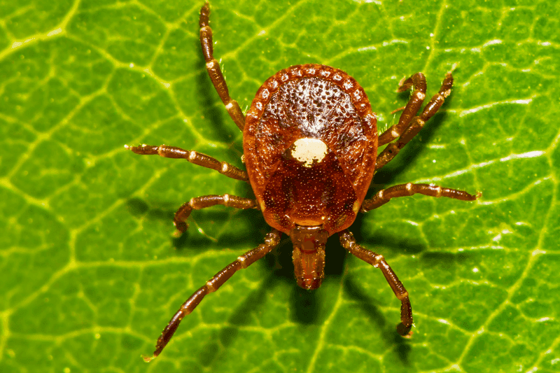 Look For Ticks That Latch On And Feed