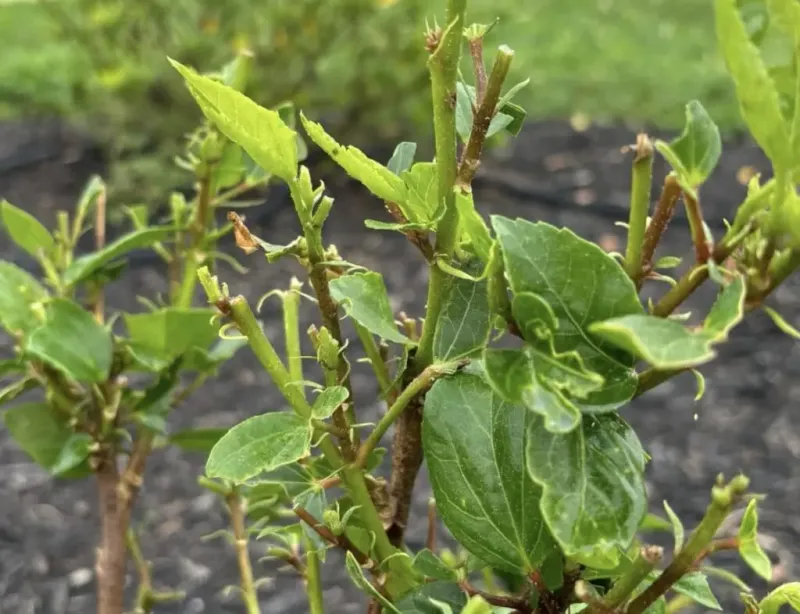 Look For Torn Leaves Instead Of Clean Cuts Look For Torn Leaves Instead Of Clean Cuts