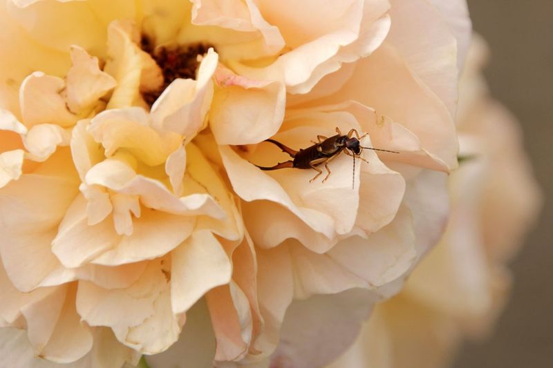 Look Inside Blooms Before Blaming Earwigs