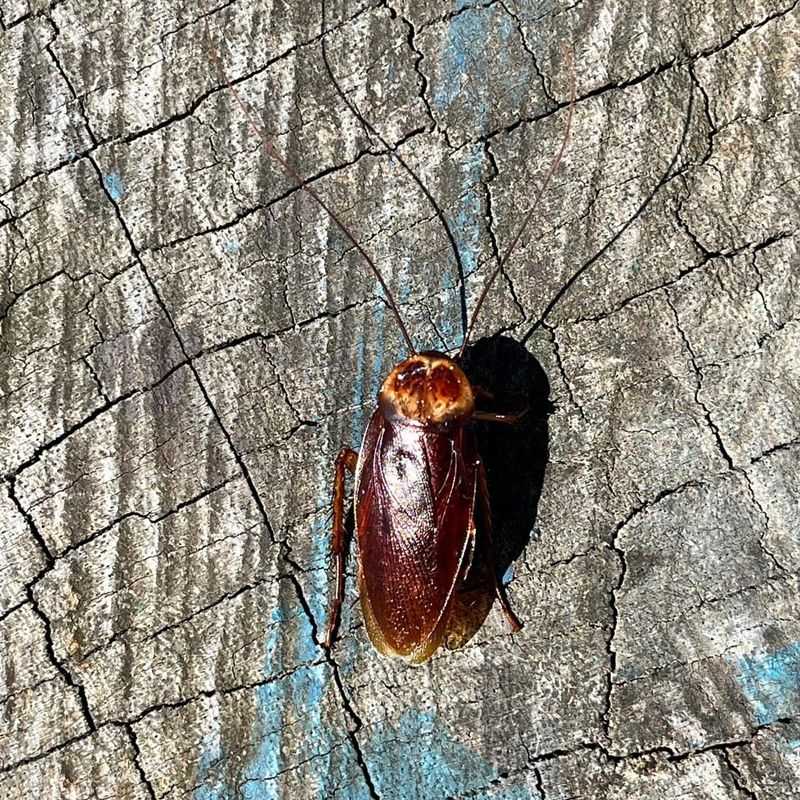 Loose Bark Gives Roaches Easy Shelter Loose Bark Gives Roaches Easy Shelter