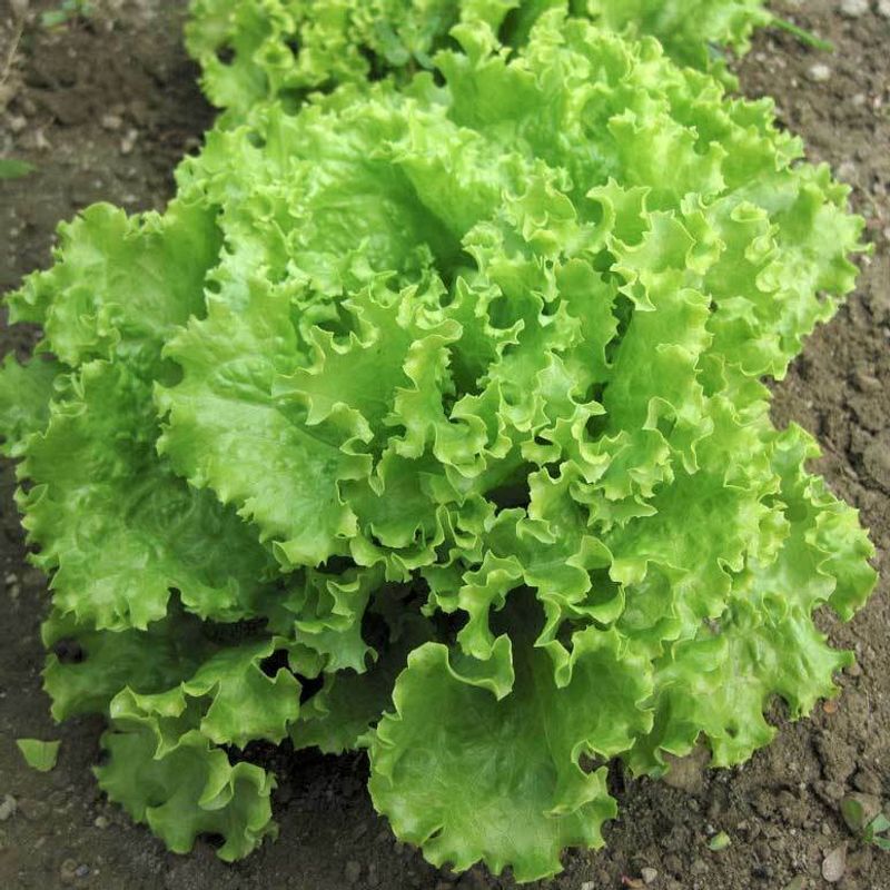 Loose Leaf Lettuce Regrows After Cutting Loose Leaf Lettuce Regrows After Cutting