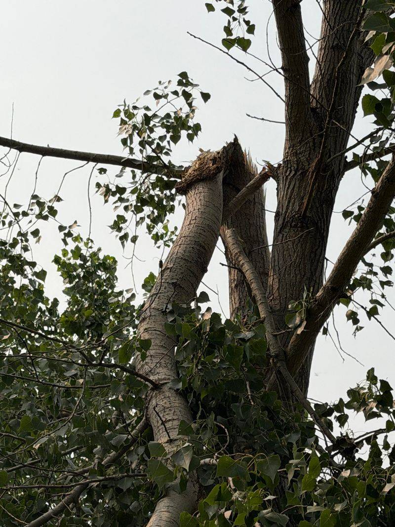Loose Limbs Can Fall Without Warning Loose Limbs Can Fall Without Warning