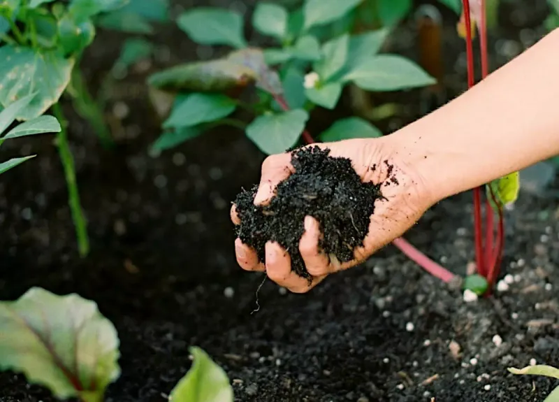 Loose Raised Bed Mixes Can Dry Quickly Loose Raised Bed Mixes Can Dry Quickly